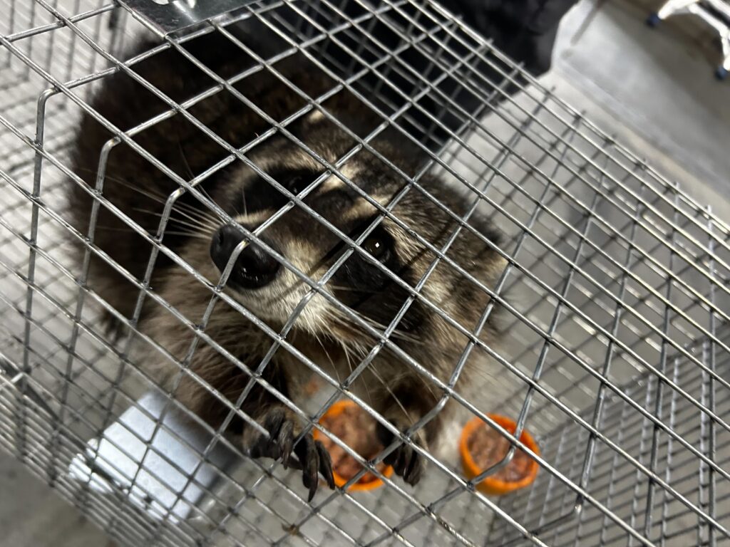 Animal Removal Sherman Township