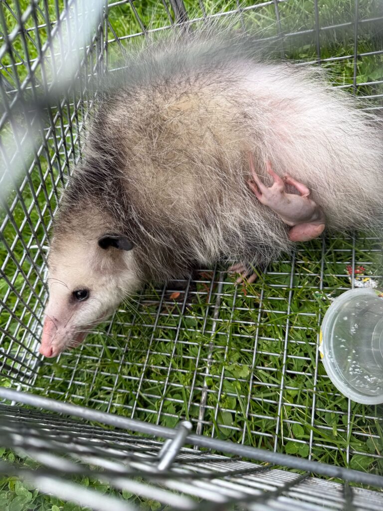Animal Removal Sherman Township