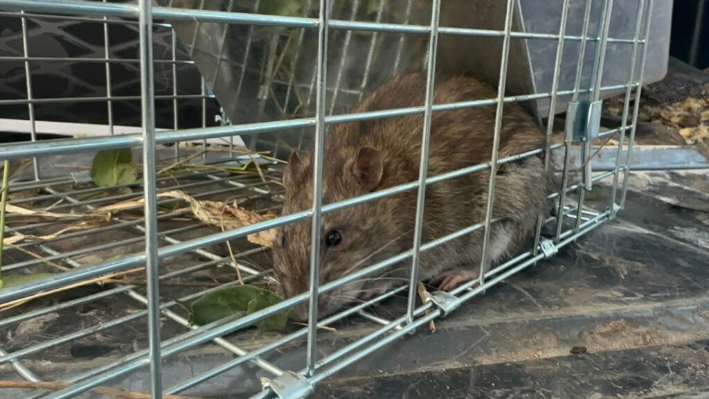 Animal Removal Sherman Township